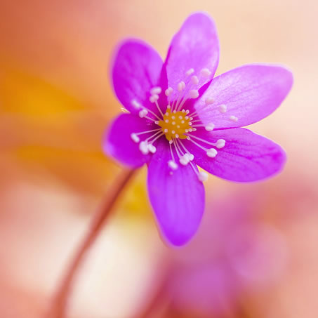 La paz de Dios sea contigo.